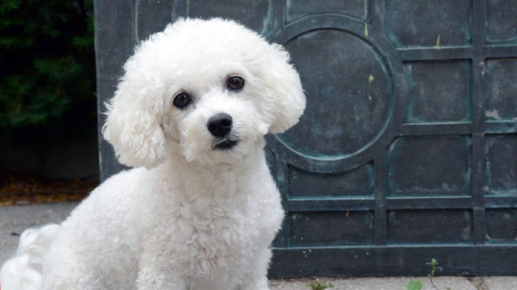 Catei de buzunar - rasa Bichon Frise