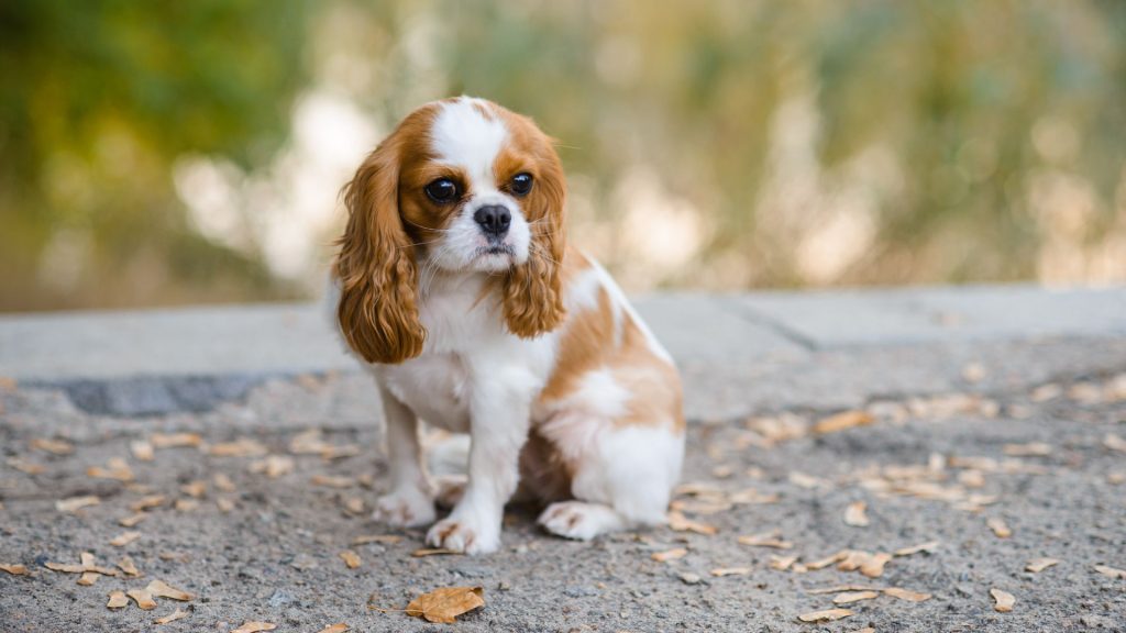 Cavalier King Charles Spaniel