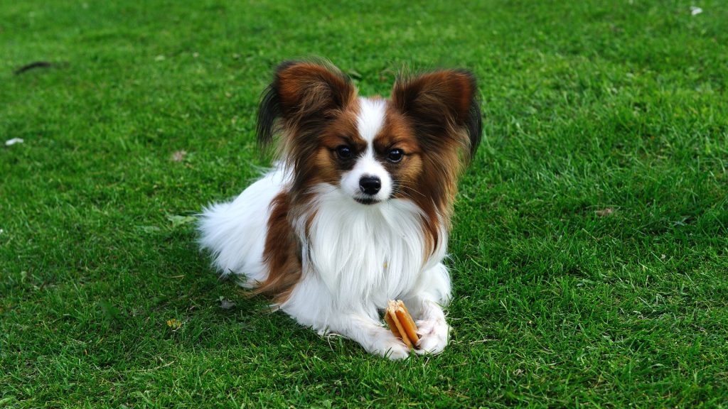 Papillon catel de buzunar