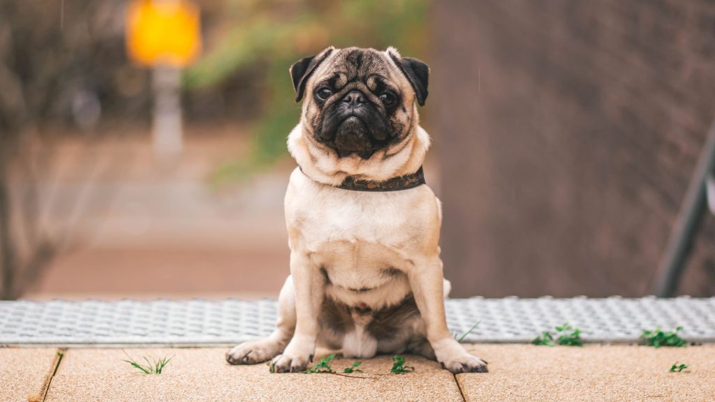 Pug