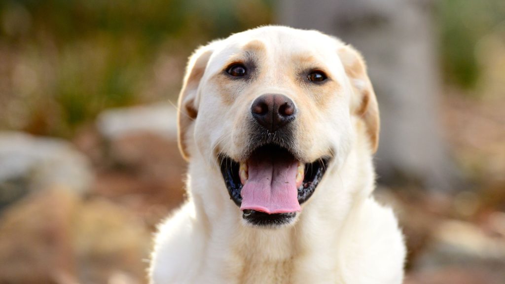 poze cu rasa labrador retriever din prim-plan