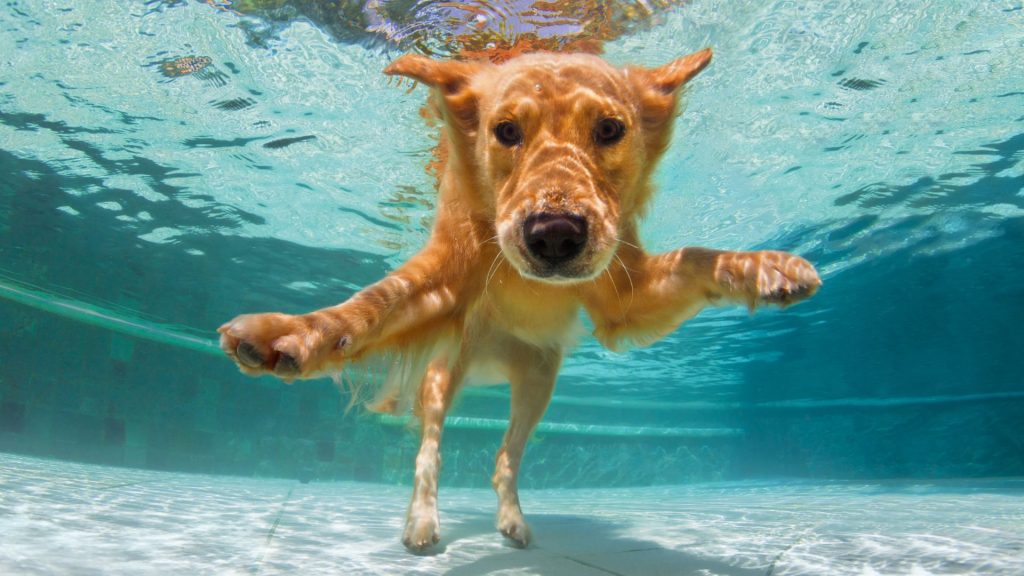 poze cu rasa labrador retriever in apa